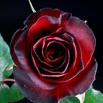 Black Red Velvet Climbing Rose Live Plant, 6 Months Old Starter, Fragrant Purple Climbing Roses for Planting Outdoor, No Pot