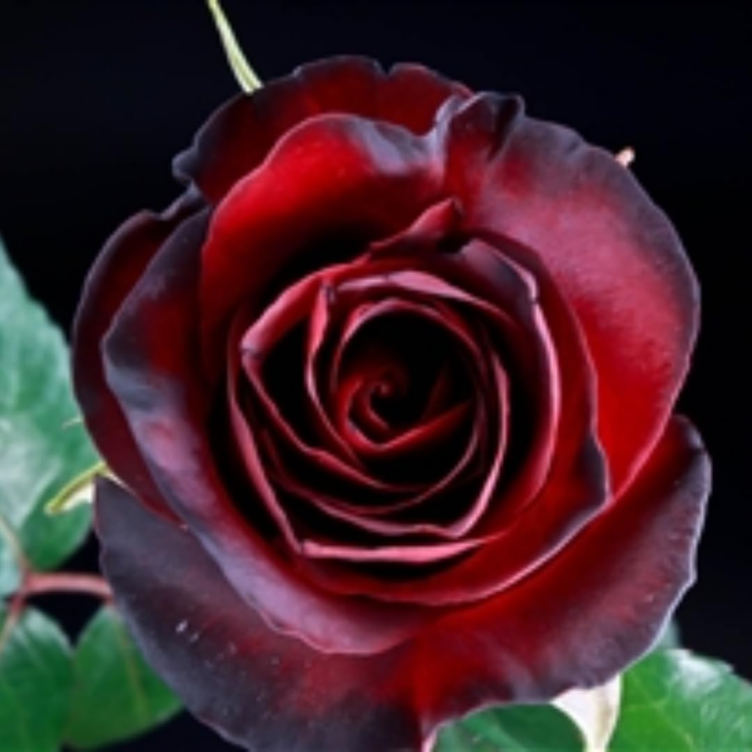 Black Red Velvet Climbing Rose Live Plant, 6 Months Old Starter, Fragrant Purple Climbing Roses for Planting Outdoor, No Pot