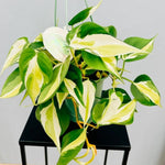 Silver Stripe Philodendron Plant Live, Rare Tropical Variegated Live Indoor Houseplant, Starter Plants No Pot, 5-9" in Tall