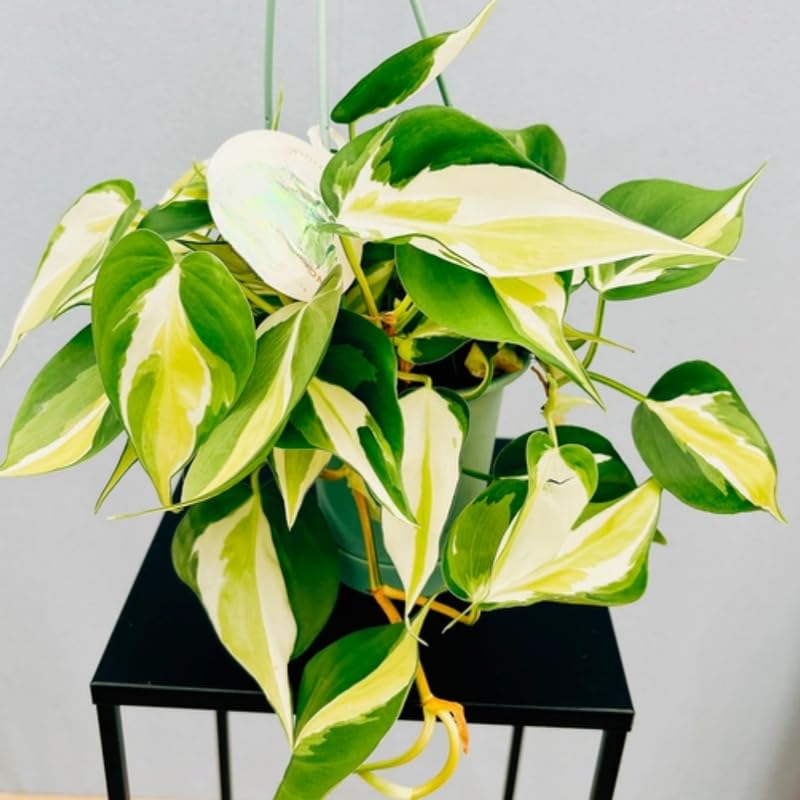 Silver Stripe Philodendron Plant Live, Rare Tropical Variegated Live Indoor Houseplant, Starter Plants No Pot, 5-9" in Tall