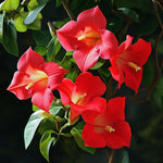 2 Rare Red Mandevilla Plants Live, Trailing Mandevilla Vine for Outdoor Planting, 4-6 Inch Tall Live Flowering Vine for Trellis or Containers