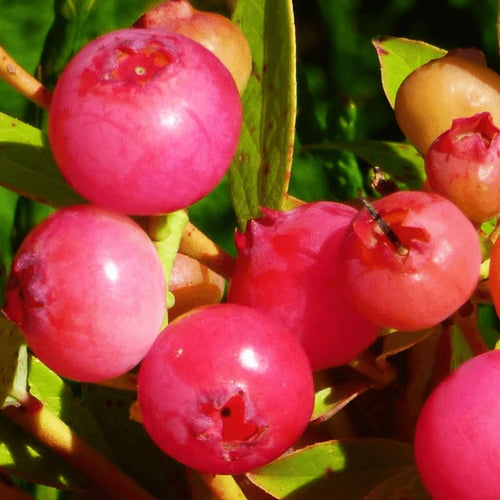 2 Blueberry Plants Live, Blueberry Trees Live Plant, Blueberry Bush Live Plant, 5-12" Tall, Blueberries Fruit Tree Ready to Grow (Pink Lemonade Blueberry Plants)