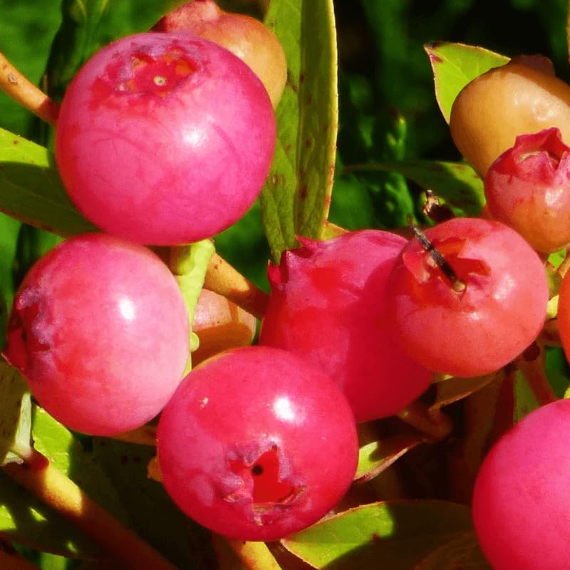 2 Blueberry Plants Live, Blueberry Trees Live Plant, Blueberry Bush Live Plant, 5-12" Tall, Blueberries Fruit Tree Ready to Grow (Pink Lemonade Blueberry Plants)