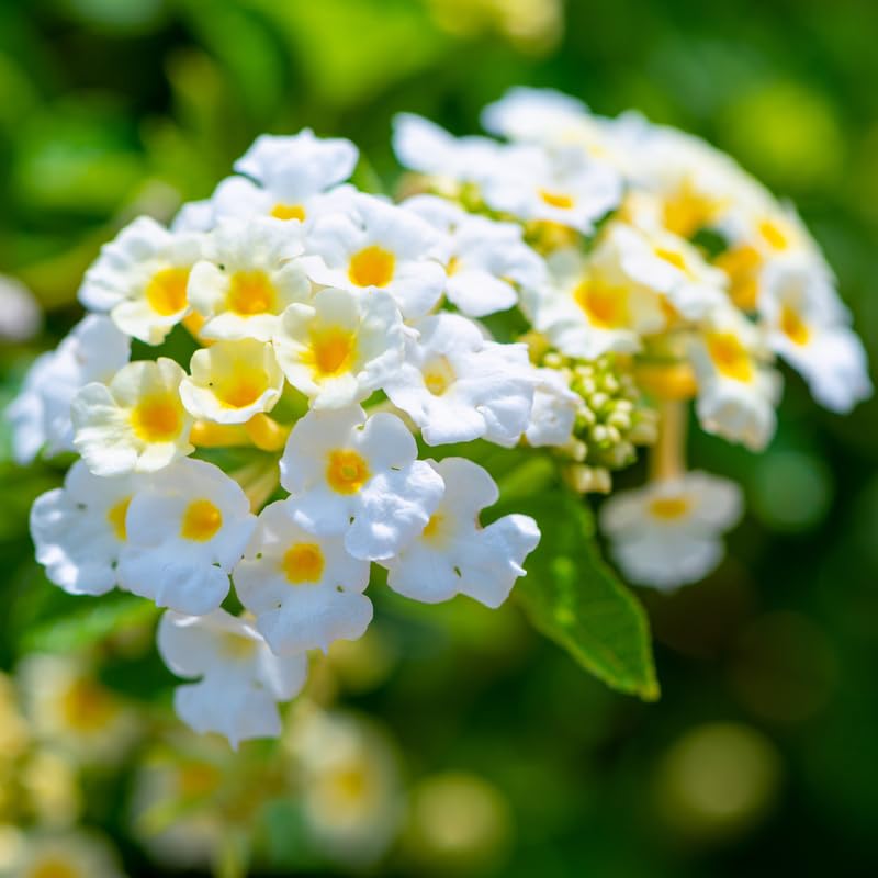 Set 4 Trailing Lantana Plants Live for Planting, Fragrant Lantana Live Plant to Grow Indoor Outdoor, Lantana Flowers Perennial, 4-8" Tall (White Lantana)