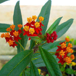 2 Tropical Milkweed Plants Live, Tropical Butterfly Milkweed 4-8 Inches, Perennial Milkweeds Flowers Well Rooted Container or Outdoor Growing