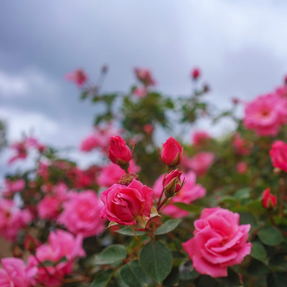 6 Pink Rose Bush Cuttings Plant Live, Rose Climbing Vine Live Plant, 5 to 8'' Tall Cuttings