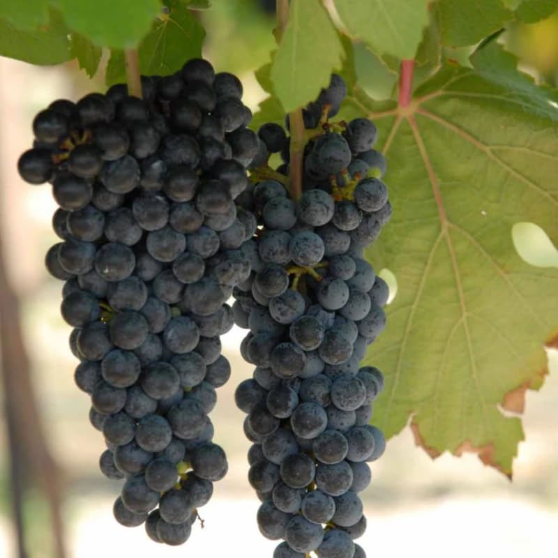 Summer Royal Grape Vines Live Plants for Planting, 5-10" Grape Tree for Outdoor Garden, Dormant in Winter, Cold Hardy, Sweet Flavor