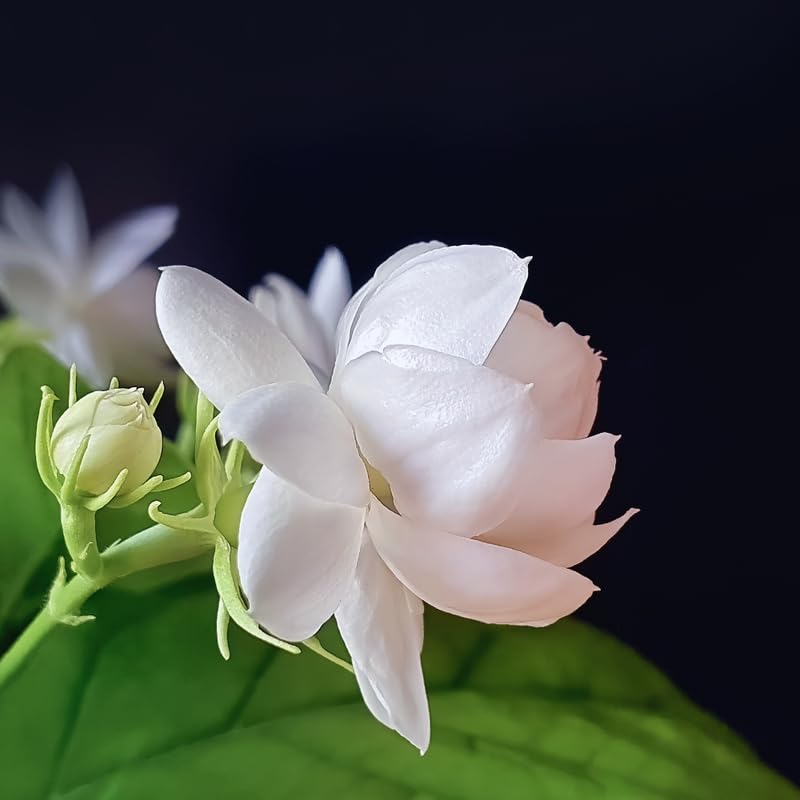 3 Plants of Jasmine Plants Live, Jasmine Maid of Orleans Live Plants, 4 to 6 Inc Long, Live Jasmine Plants, Tea Jasmine Plant for Garden