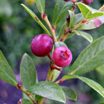2 Blueberry Plants, Blueberry Tree Live Plant, Blueberry Shrub 1 Year Old, Sweet Blueberry Bush Live Plant, Blueberries Bareroots (Pink Lemonade Blueberry)