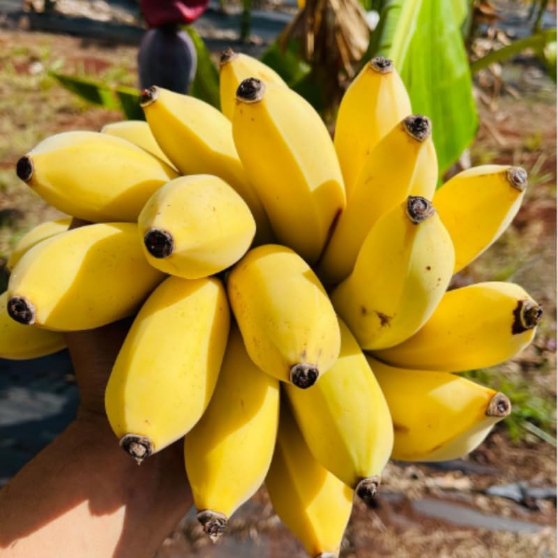 Namwah Banana Plant Live, 4-6" Tall Well-Rooted for Indoor Tropical Displays, Cold Hardy Banana Fruit Tree