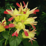 2 Yellow Pink Shrimp Plants Live, 4 to 6 Inc Tall, Live Shrimp Plant for Garden, Shrimp Live Plant, Shrimp Plant Pot