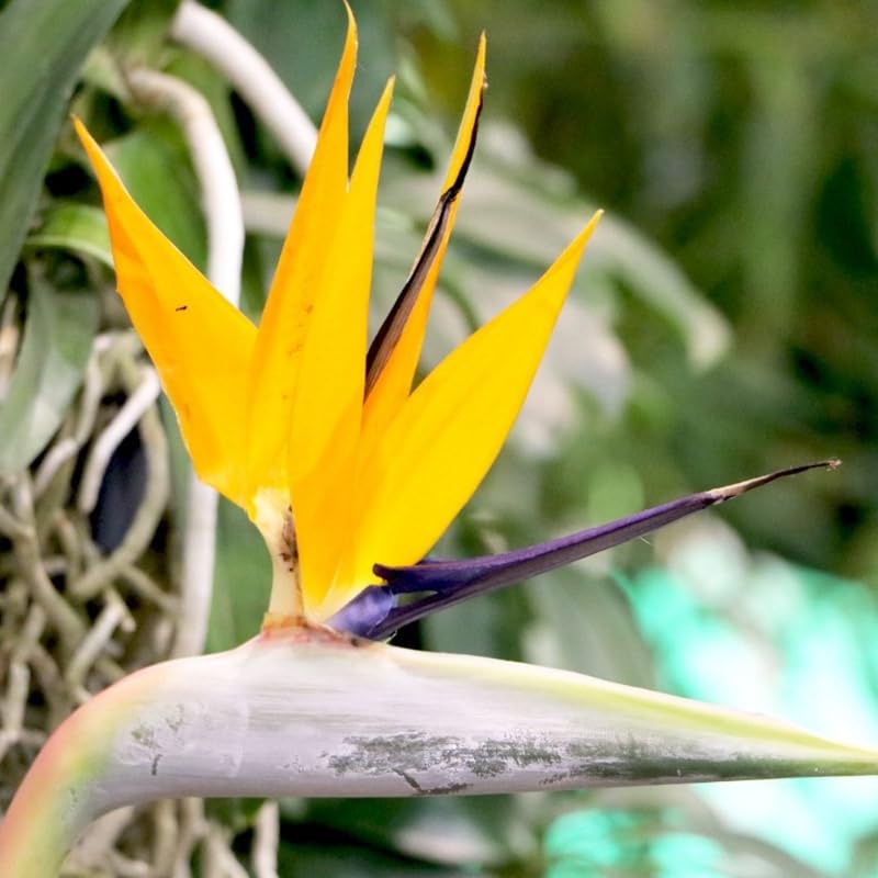 Bird of Paradise Live Plant to Grow, 5 to 9 Inches Tall, Strelitzia Reginae Bird of Paradise, Tropical Outdoor Plant (Yellow Bird of Paradise)