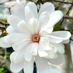 Magnolia Tree Live Plant 4-8 Inches, Pink Blooms Magnolia Bush, Fragrant Magnolia for Growing (Star Magnolia)