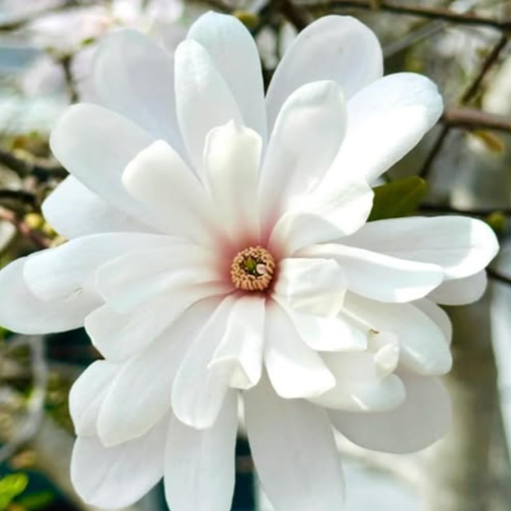Magnolia Tree Live Plant 4-8 Inches, Pink Blooms Magnolia Bush, Fragrant Magnolia for Growing (Star Magnolia)