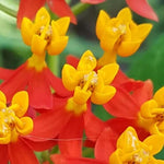 4 Milkweed Plants Live, Tropical Butterfly Milkweed Asclepias Tuberosa Perennial Wildflowers Swamp Common Bush, 5-9" in Tall, No Pot