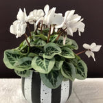 2 White Cyclamen Plants Live in 4" Pot, Already Bloom in Vibrant Color, Easy to Care for Indoor or Garden Flowering Houseplant