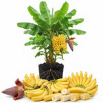 Grand Nain Banana Tree Live Plant, Edible Fruit, 4-6" Tall