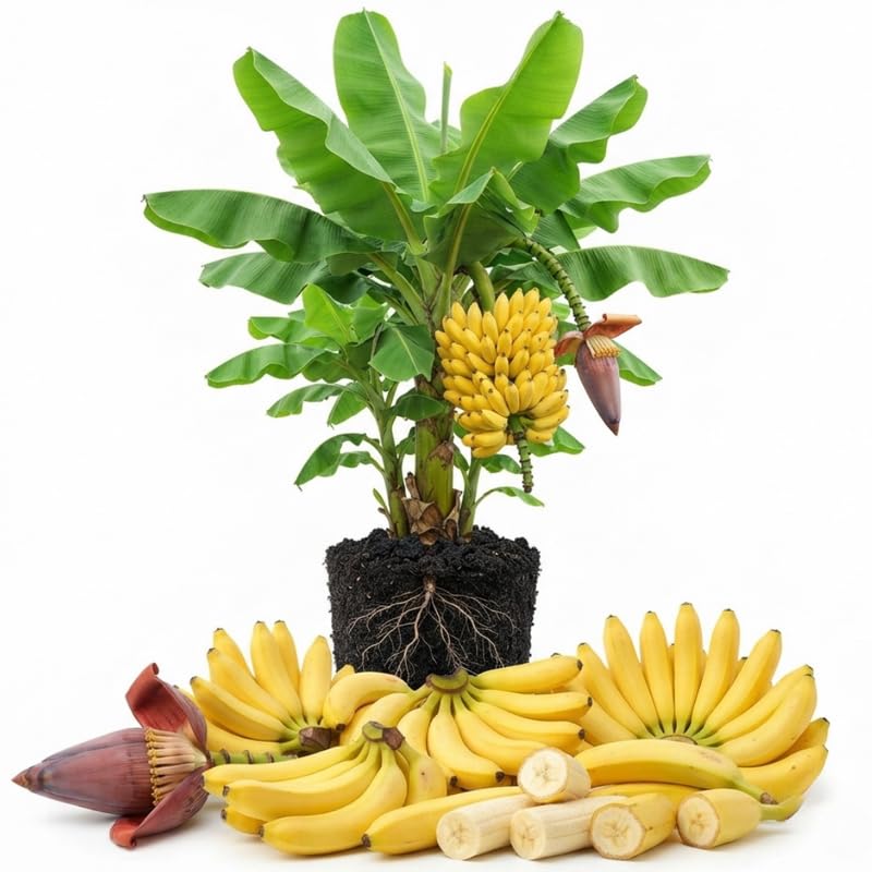 Grand Nain Banana Tree Live Plant, Edible Fruit, 4-6" Tall
