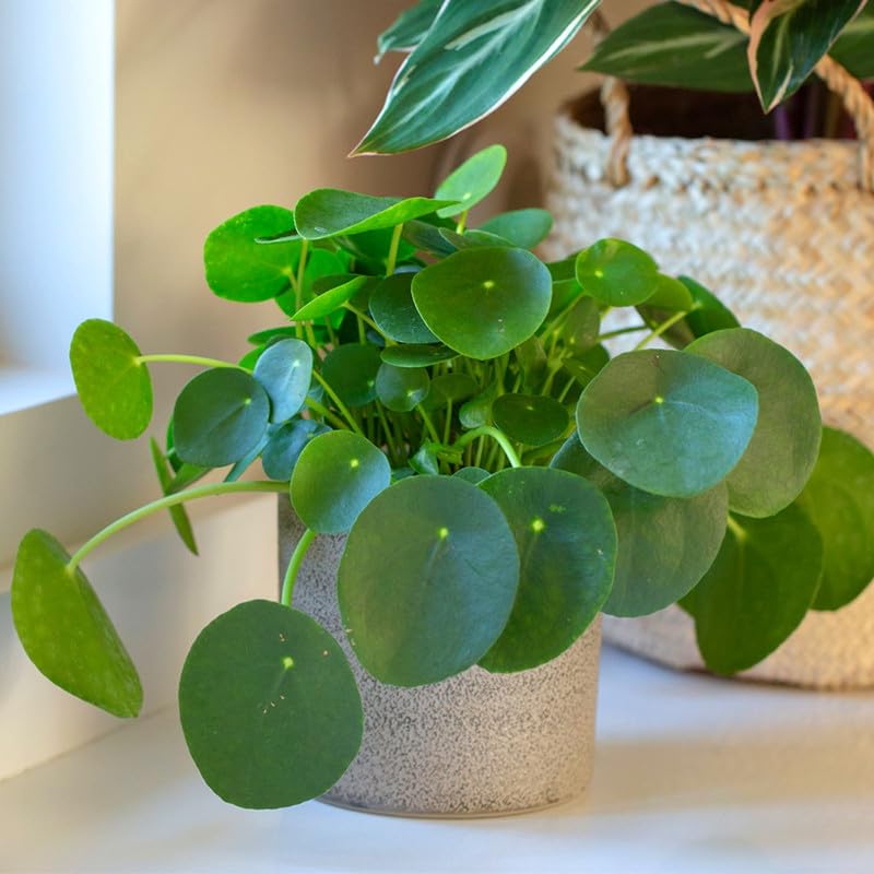 3 Money Plants Live, Pilea Peperomioides Live, Money Tree Plant Indoor, 3 to 6 Inc Tall, Money Plant Live Houseplants for Garden, Easy to Plant, No Pot