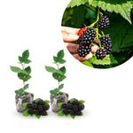 Pack 2 BlackBerry Live Plants, Perennial Blackberries Fruit Tree, Sweet-Pie BlackBerry Bushes 4-8 Inches Ready to Grow Outdoors
