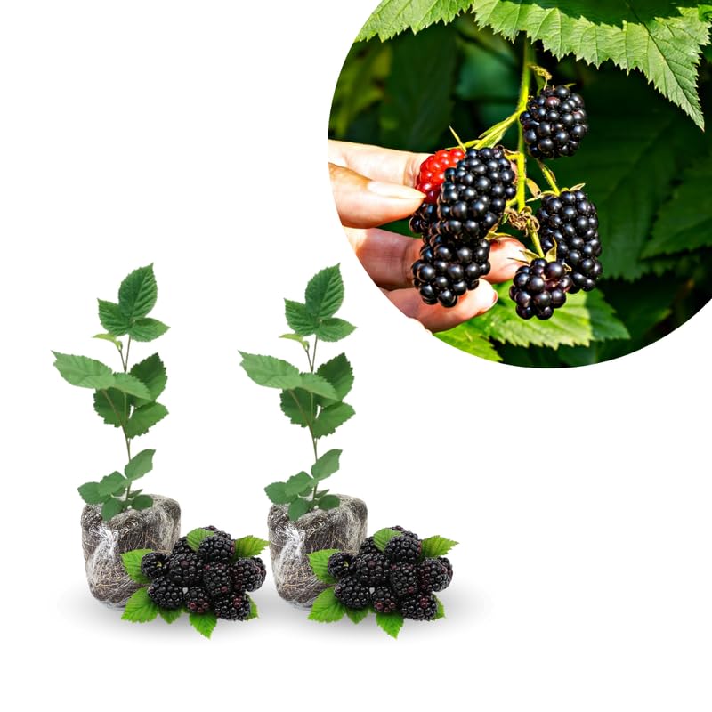 Pack 2 BlackBerry Live Plants, Perennial Blackberries Fruit Tree, Sweet-Pie BlackBerry Bushes 4-8 Inches Ready to Grow Outdoors