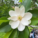 02 Sweetbay Magnolia Trees Live Plants 2.5" Pot, 1 Year Old Well-Rooted Tree, Cold Hardy, Magnolia Shrub for Spring Planting, Fast-Growing