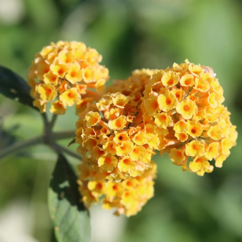 Yellow Butterfly Bush Buddleia Butterfly Plant Live, 4-9" Tall Well-Rooted for Outdoor Gardens, Perennial Shrub, No Pot