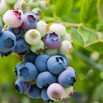 Blueberry Tree Live Plant for Planting, 5-10" Tall, Blueberry Plant Live, Sweet Blueberry Bush Live Plant (Northern Highbush Blueberry)