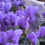 2 Purple Cyclamen Plants Live in 4" Pot, Already Bloom in Vibrant Color, Easy to Care for Indoor or Garden Flowering Houseplant