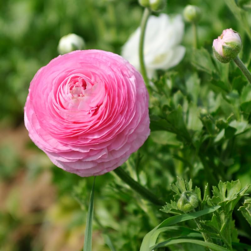 Pack of 30 Ranunculus Bulbs for Spring Planting, Ranunculus Bulbs for Planting, Spring Blooms Vibrant Perennial Bulbs for Garden Borders (Pink Ranunculus)