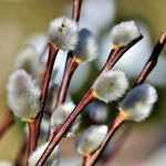 Pussy Willow Plants Live Tree in 2.5 Inch Pot, Home Décor, Ornamental Shrubs, Can Grow As Branches for Vase, Outdoor Planting