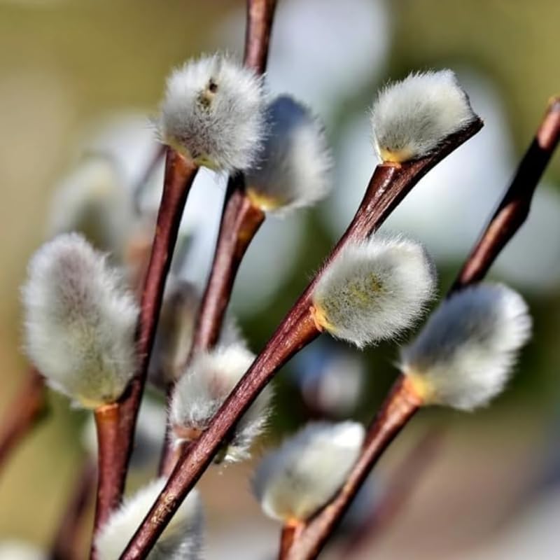 Pussy Willow Plants Live Tree in 2.5 Inch Pot, Home Décor, Ornamental Shrubs, Can Grow As Branches for Vase, Outdoor Planting