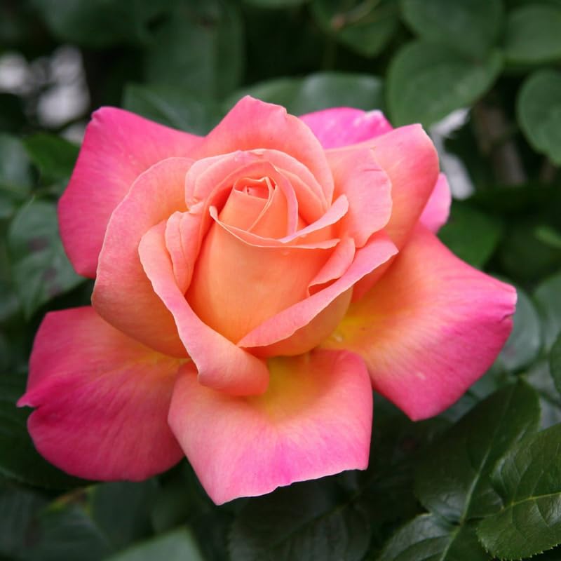 Rose Plant Live, Fragrant Heirloom Flower Bush, 5-10 Inch Tall, Grows as Climbing or Shrub for Outdoor Garden, No Pot (Coral Rose)
