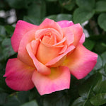 Rose Plant Live, Roses Bush Ready to Plant, 5-10 Inch Height, Ornamental Fragrant Flowers (Coral Rose)
