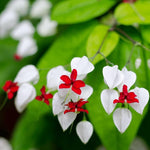 Clerodendrum Plants Live Well-Rooted for Outdoor Planting, White Red Clerodendrum Thomsoniae Bleeding Heart Tropical Live Plant, 5"-9" in Tall