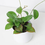Green Hoya Quinquenervia Live Plant 3-7 Inch Tall, Five Veined Hoya Plant for Planting Indoor Outdoor, Houseplant for Decoration
