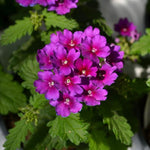 Purple Verbena Plants Live in 4'' Pot, 4-7 Inches, Perennial Verbena Flowering Plants for Ground Cover, Hanging Baskets