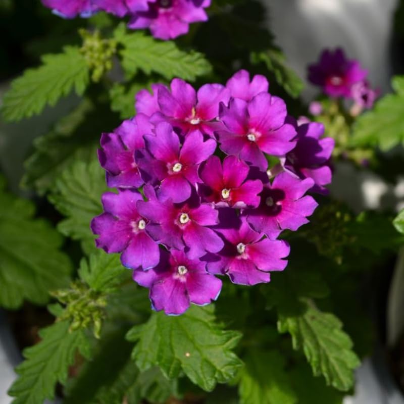 Purple Verbena Plants Live in 4'' Pot, 4-7 Inches, Perennial Verbena Flowering Plants for Ground Cover, Hanging Baskets