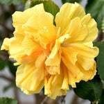 Hibiscus Plants Live, Hardy Hibiscus Plants Live, Tropical Hibiscus Plant, 6 to 8 Inch Tall, Hibiscus Tree Live Plant, Perennial Flower Tree, Double Gold Hibiscus