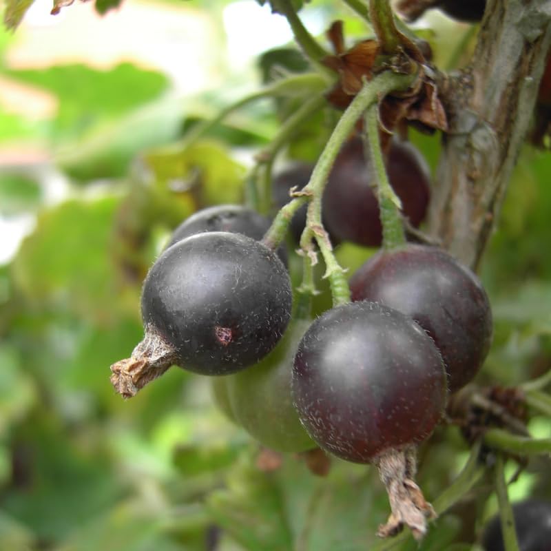Gooseberry Tree Plant Live, Gooseberry Bush Live Plant, 5-9 Inch Tall, Gooseberry Plant Live for Planting Outdoors (Black Velvet Gooseberry)