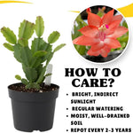 Orange Christmas Cactus Plants Live in 4 Inch Pot, Perennial Christmas Thanksgiving Cactus Plants Potted, Vibrant Flower Holiday Houseplant Indoors Outdoors