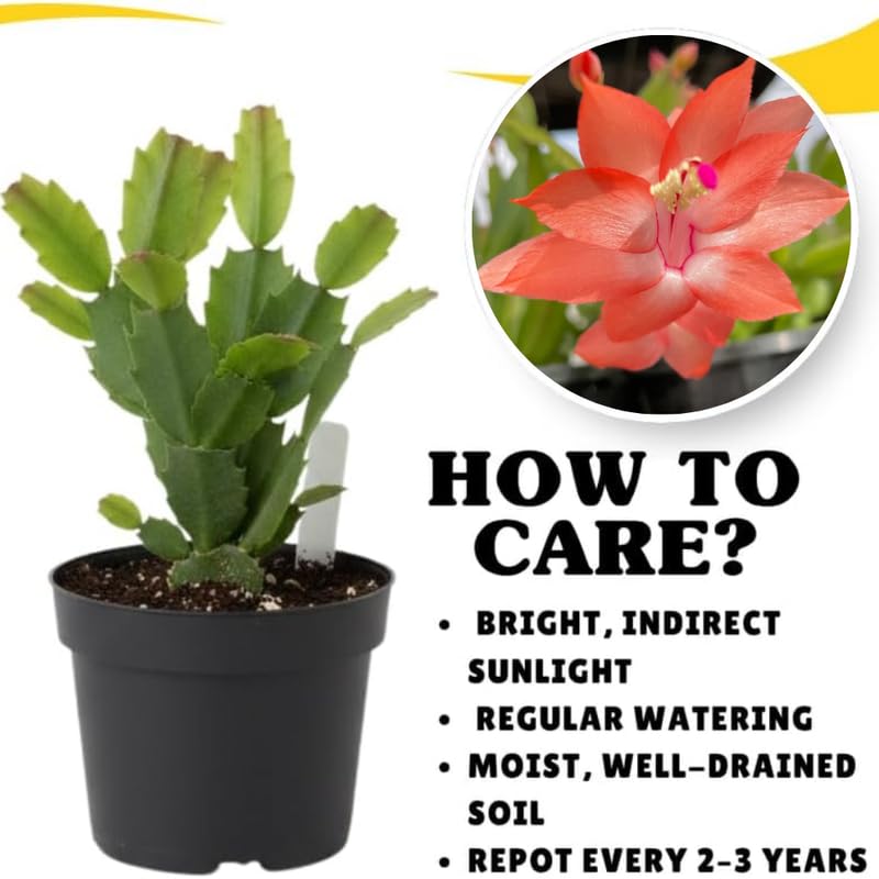 Orange Christmas Cactus Plants Live in 4 Inch Pot, Perennial Christmas Thanksgiving Cactus Plants Potted, Vibrant Flower Holiday Houseplant Indoors Outdoors