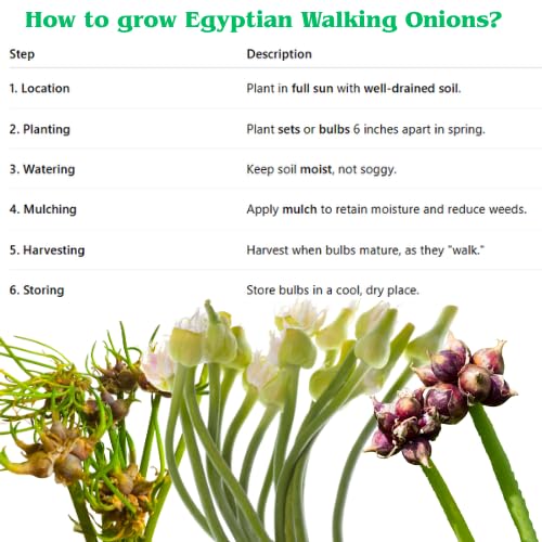 3 Onion Egyptian Walking Plants Live, Top Size and High Yield for Planting Outdoors, Rare Fresh Heirloom Allium for Gardening, Winter Onions Vegetable