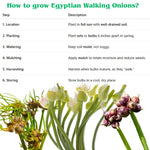 3 Walking Onion Plants Live, Cold Hardy and Perennial, Easy-to-Grow Vegetable Spring Planting, 7 Months Old