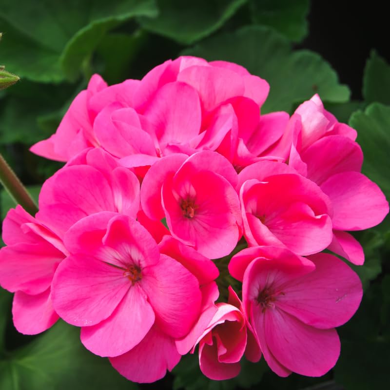 2 Pink Geraniums Live Plants, Live Geranium Plant, 4 Inc to 7 Inc Tall, Geranium Live Plants, Geranium Flower Plant Outside