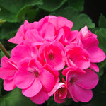 2 Geranium Plants Live, Geranium Live Plants 5 to 8 Inc Tall Seedling, Live Geranium Plant Tree Live (Pink)