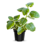 4 Cuban Oregano Live Plants, Live Cuban Oregano Plant, 3 to 5 Inc Tall, Variegated Mexican Mint Plant, Spanish Thyme Herb Plant