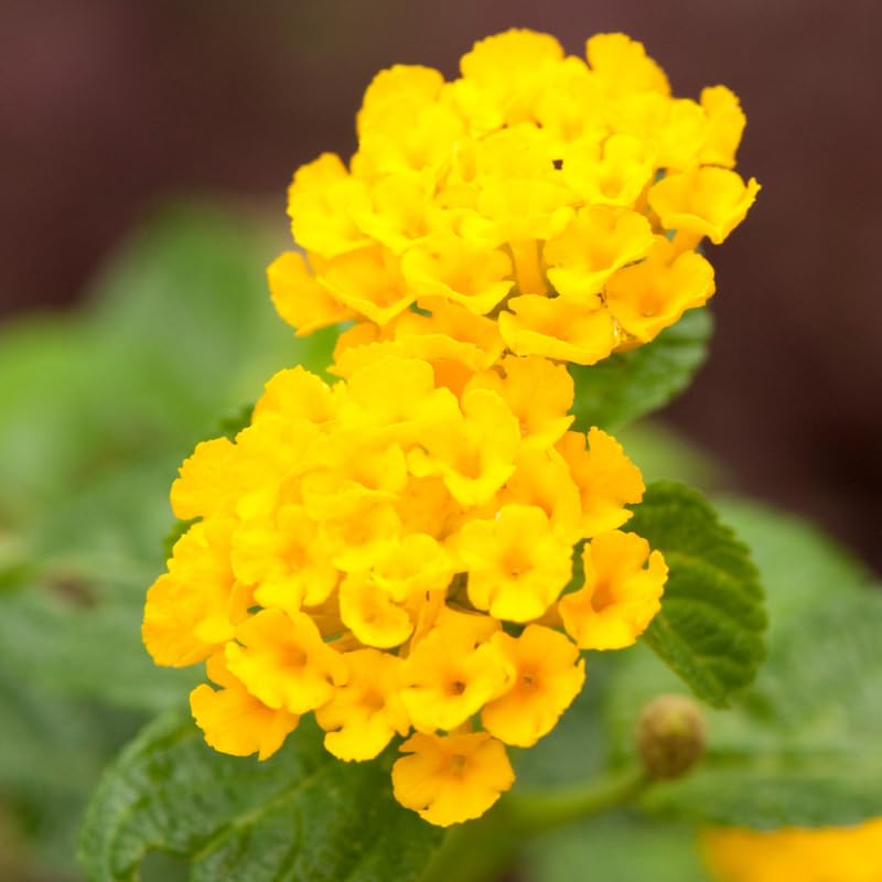 Set 4 Trailing Lantana Plants Live for Planting, Fragrant Lantana Live Plant to Grow Indoor Outdoor, Lantana Flowers Perennial, 4-8" Tall (Yellow Lantana)