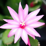 Light Pink Easter Cactus Plants Live, Starter Holiday Cactus Plant for Indoor Outdoor Houseplants, False Christmas Thanksgiving Cactus Like, Cold Hardy, 5-9" in Tall, No Pot
