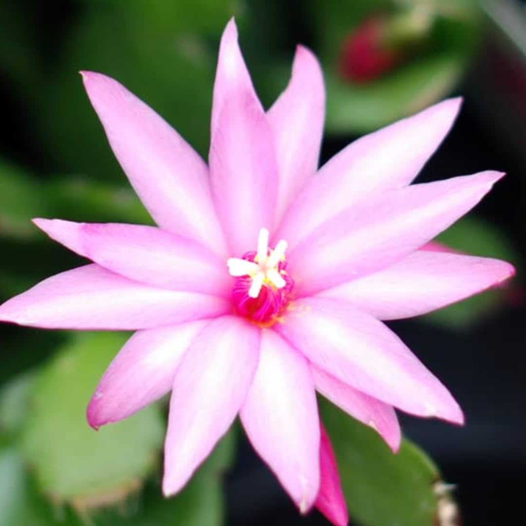 Light Pink Easter Cactus Plants Live, Starter Holiday Cactus Plant for Indoor Outdoor Houseplants, False Christmas Thanksgiving Cactus Like, Cold Hardy, 5-9" in Tall, No Pot